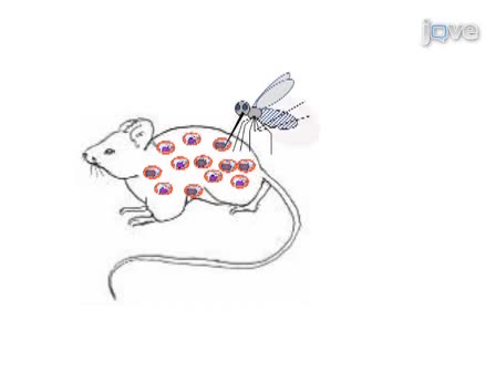 ciclo de vida del parásito de la malaria en hindi