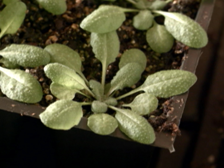 Bacterial Leaf Infiltration Assay For Fine Characterization