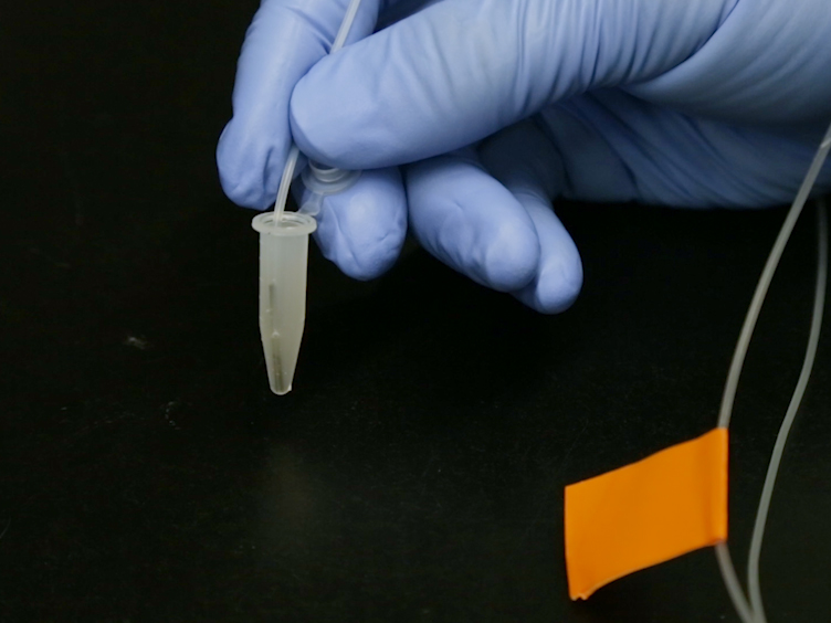 A Microfluidic Platform for Longitudinal Imaging in Caenorhabditis ...