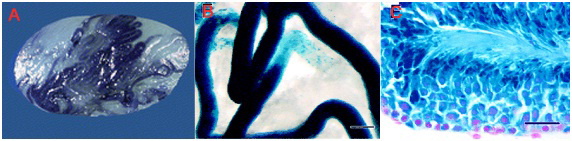 Germ Cell Transplantation And Testis Tissue Xenografting In