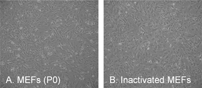 Preparation Of Mouse Embryonic Fibroblast Cells Suitable For