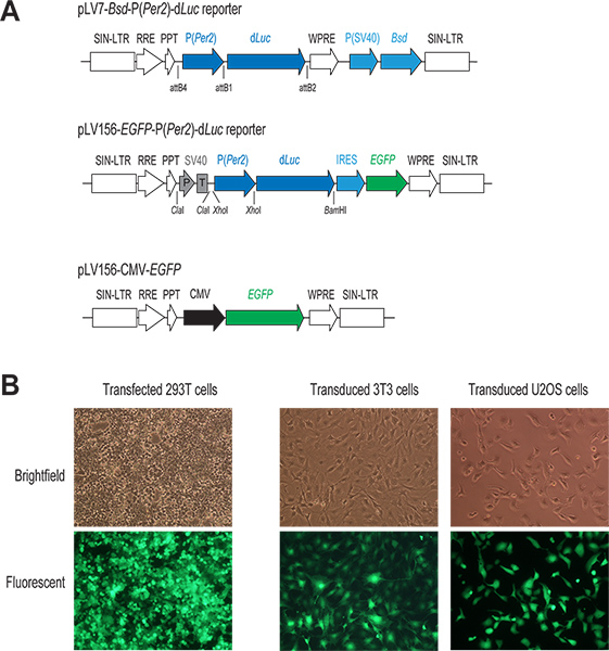 genómica funcional de células individuales de infección por citomegalovirus humano genómica funcional de células individuales de infección por citomegalovirus humano