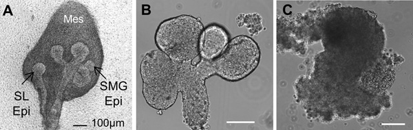 Genetic Modification And Recombination Of Salivary Gland