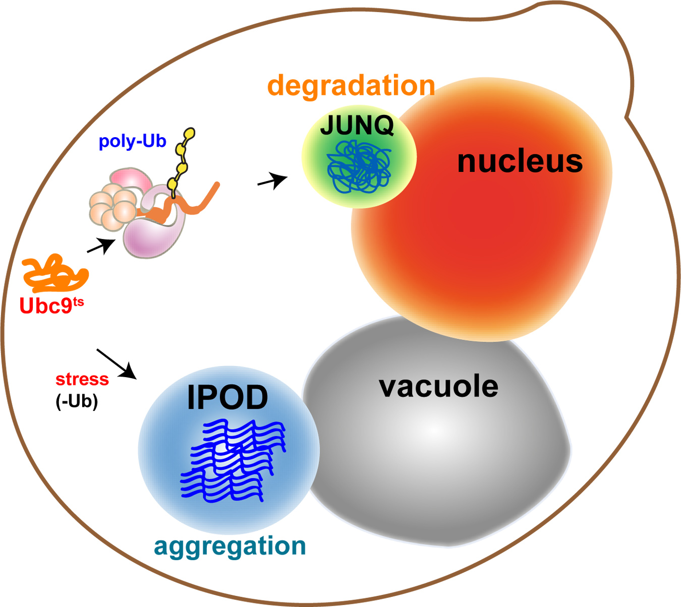 4D Imaging of Protein Aggregation in Live Cells Protocol