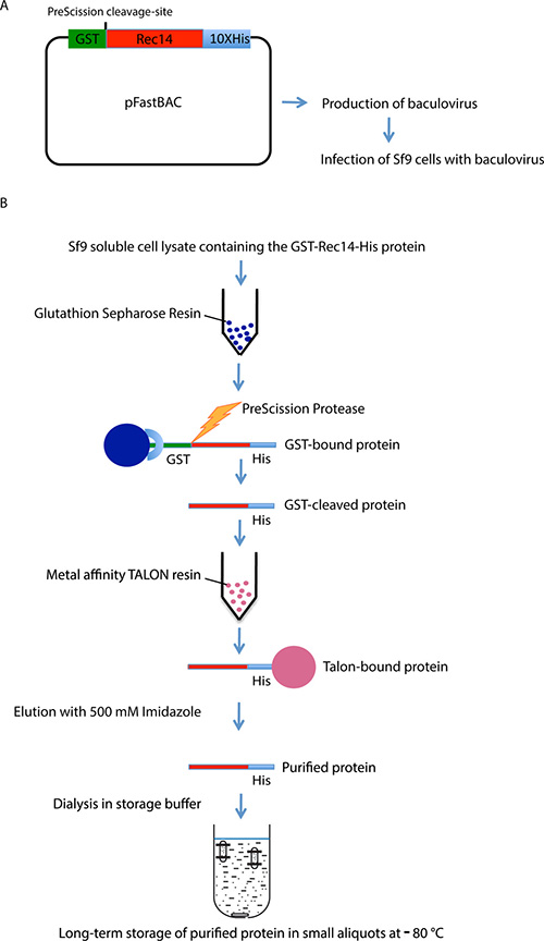 GSTHis purification A Twostep Affinity Purification Protocol
