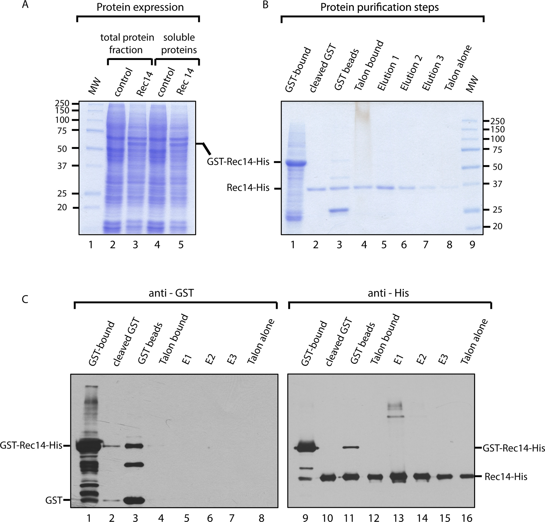 GSTHis purification A Twostep Affinity Purification Protocol