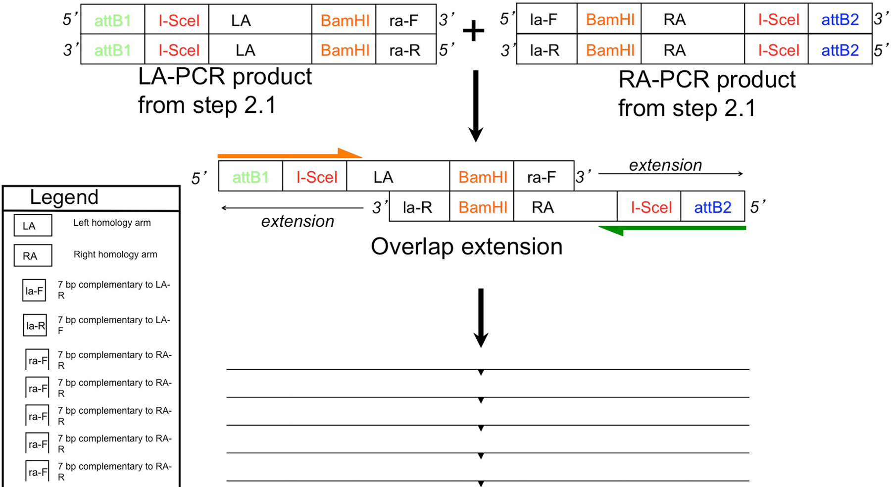 Homologous Constructs in Drosophila Protocol