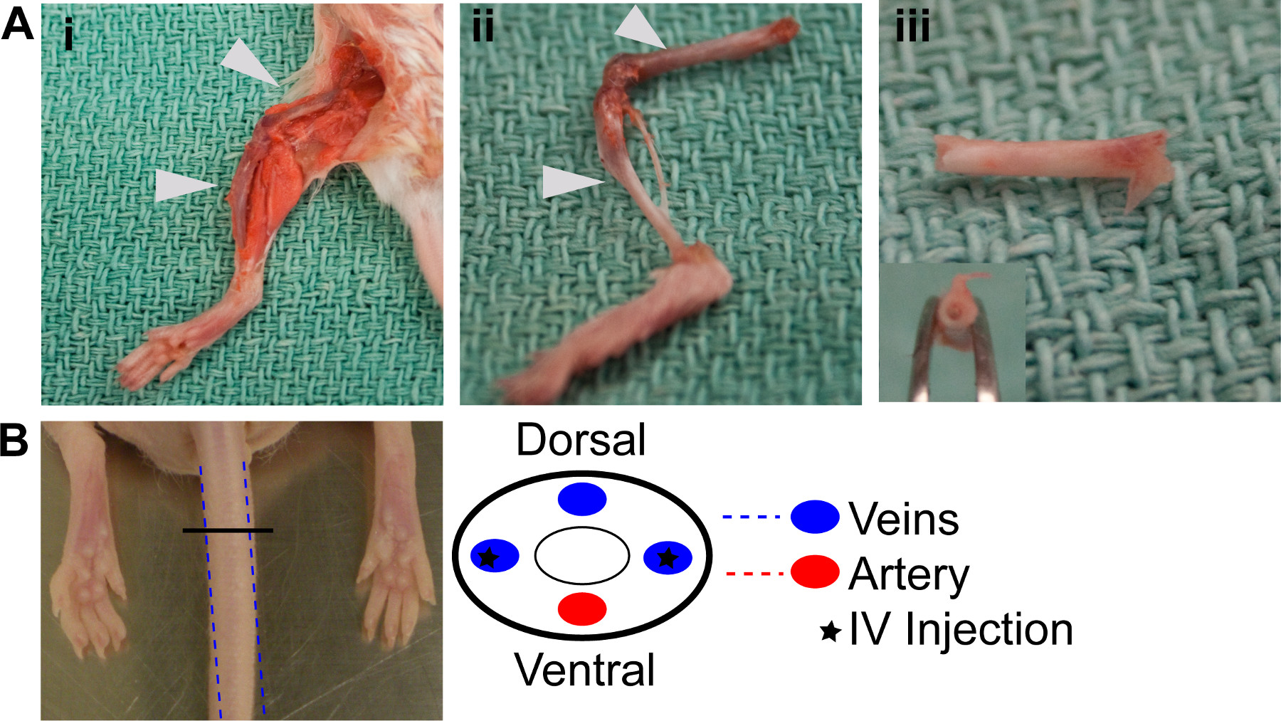 A Novel High-resolution In vivo Imaging Technique to Study the Dynamic