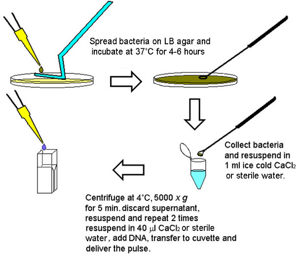 Rapid Protocol for Preparation of Escherichia coli and