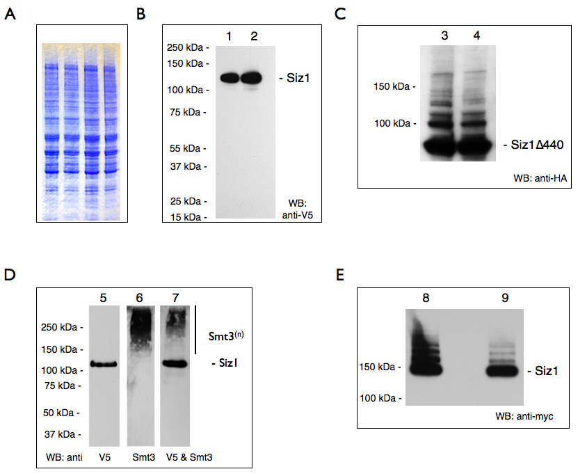 Budding Yeast Protein Extraction and Purification for the Study of
