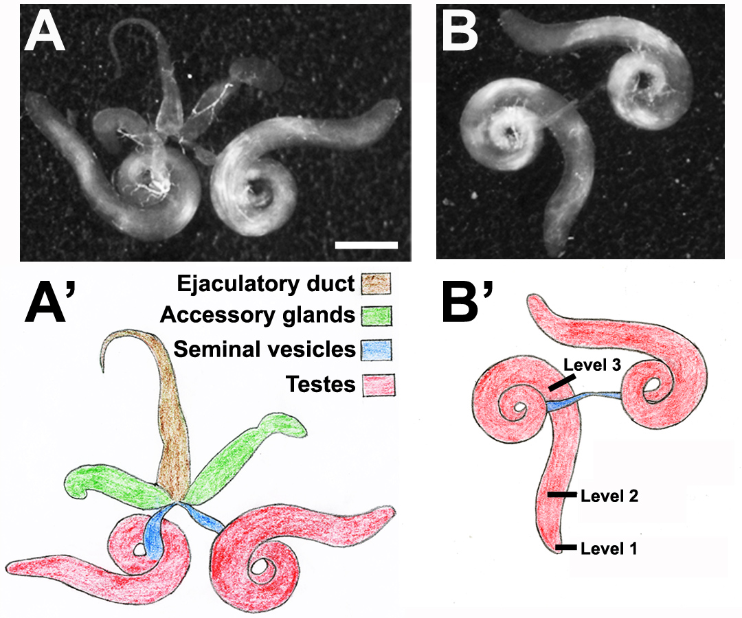 Cytological Analysis of Spermatogenesis Live and Fixed Preparations of