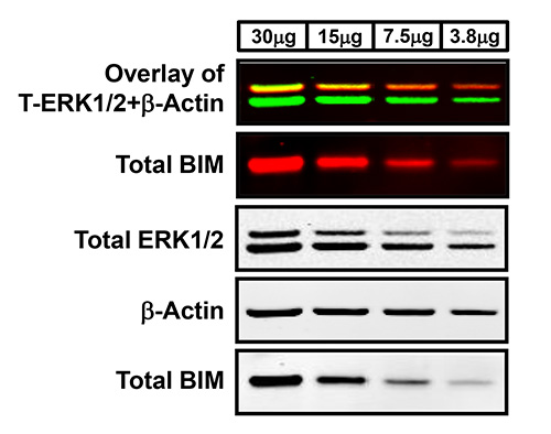 the fastest western in town a contemporary twist on the classic western blot analysis