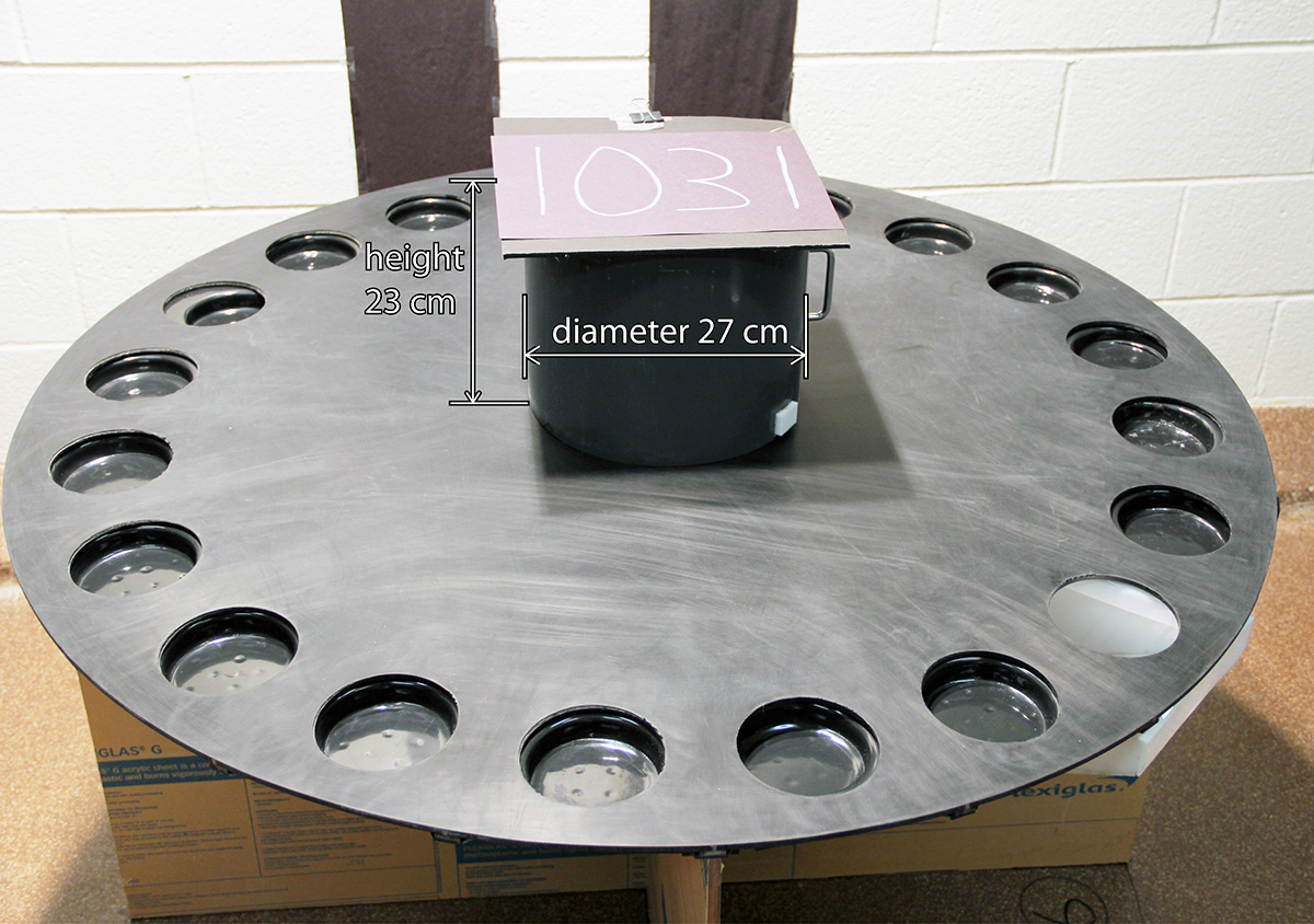 Barnes Maze Testing Strategies with Small and Large Rodent Models