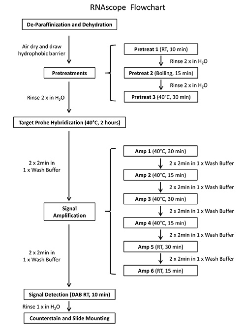 RNAscope for In situ Detection of Transcriptionally Active Human