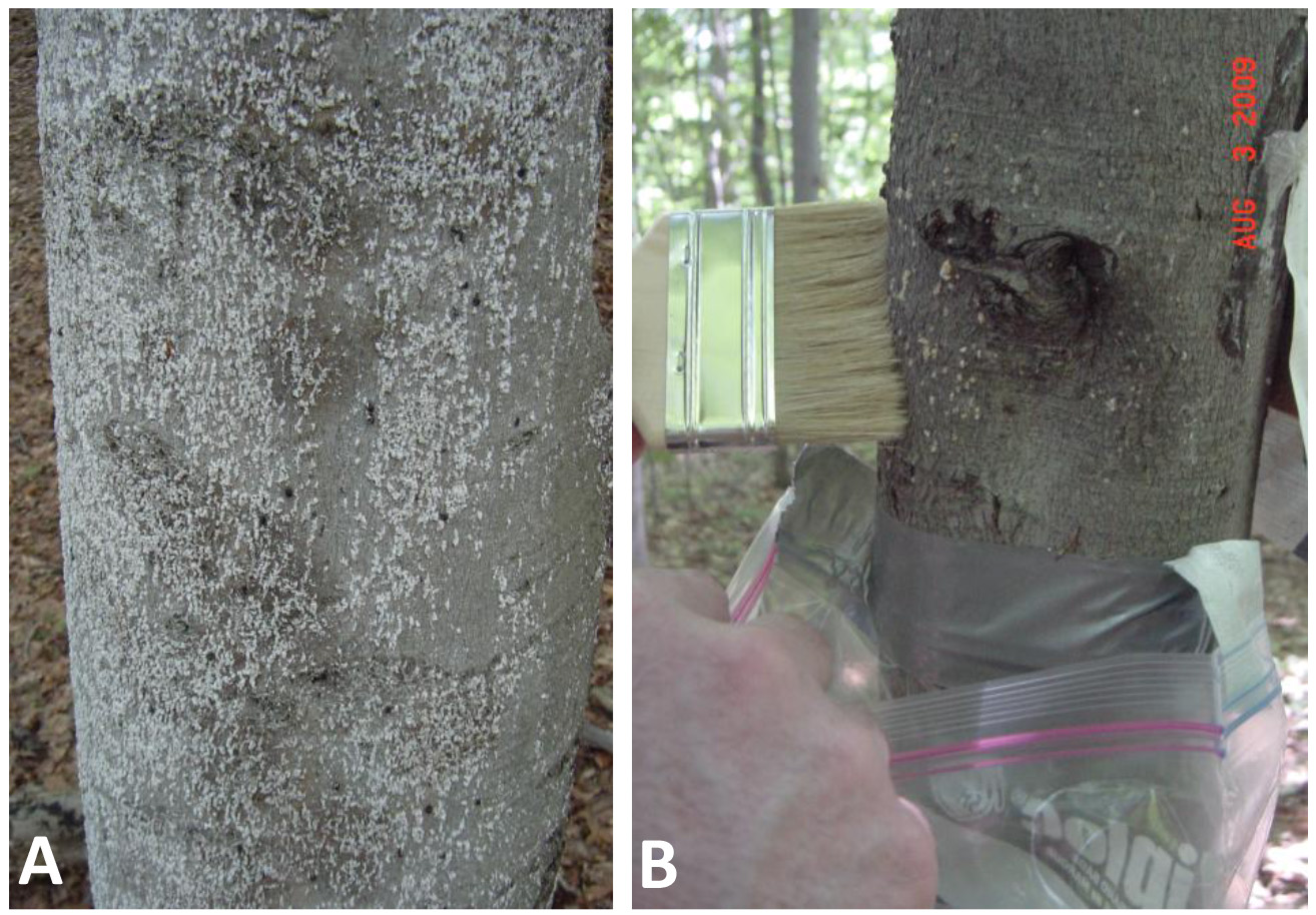 A Technique to Screen American Beech for Resistance to the Beech Scale