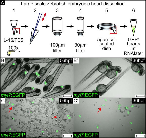 Largescale Zebrafish Embryonic Heart Dissection for Transcriptional