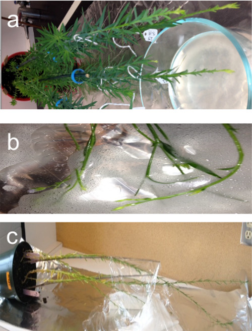 FloralDip Transformation of Flax (Linum usitatissimum) to Generate
