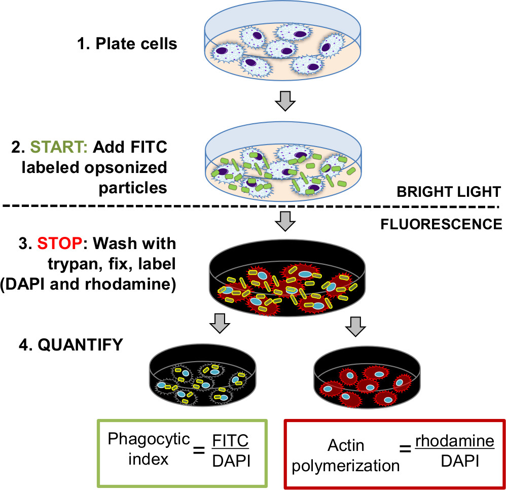 High Throughput Fluorometric Technique for Assessment of Macrophage