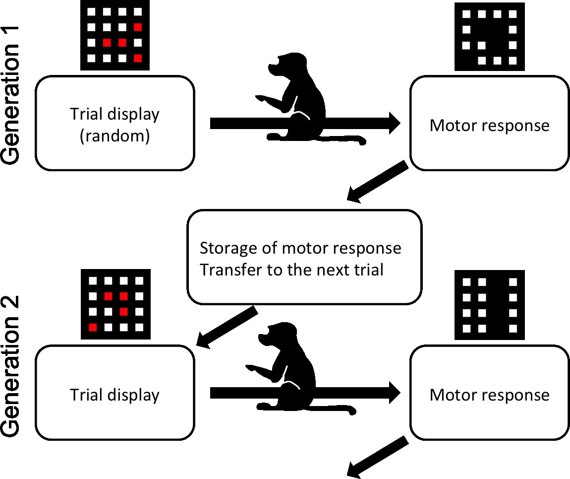 Assessment of Social Cognition in Nonhuman Primates Using a Network of