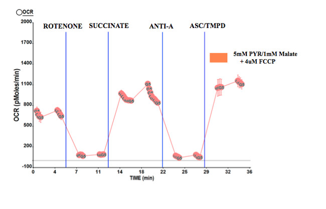 Using Isolated Mitochondria From Minimal Quantities Of Mouse - 