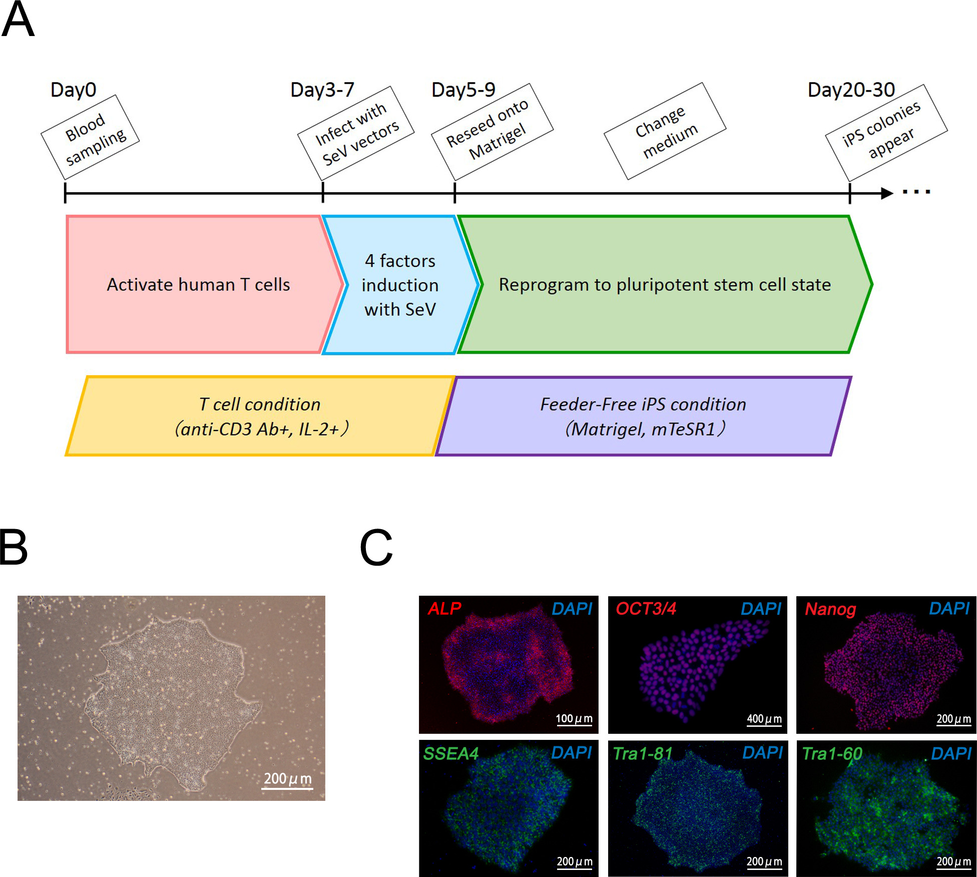 Generation Of Induced Pluripotent Stem Cells From Human Peripheral