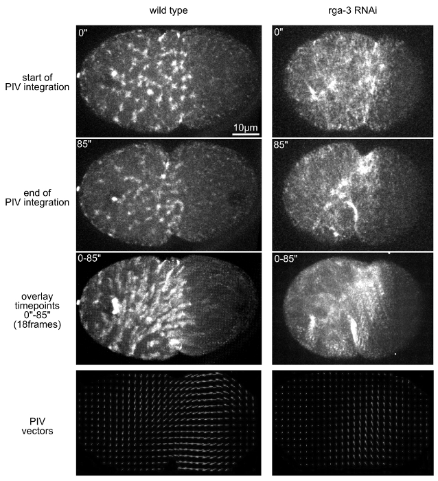 Tracking And Quantifying Developmental Processes In C