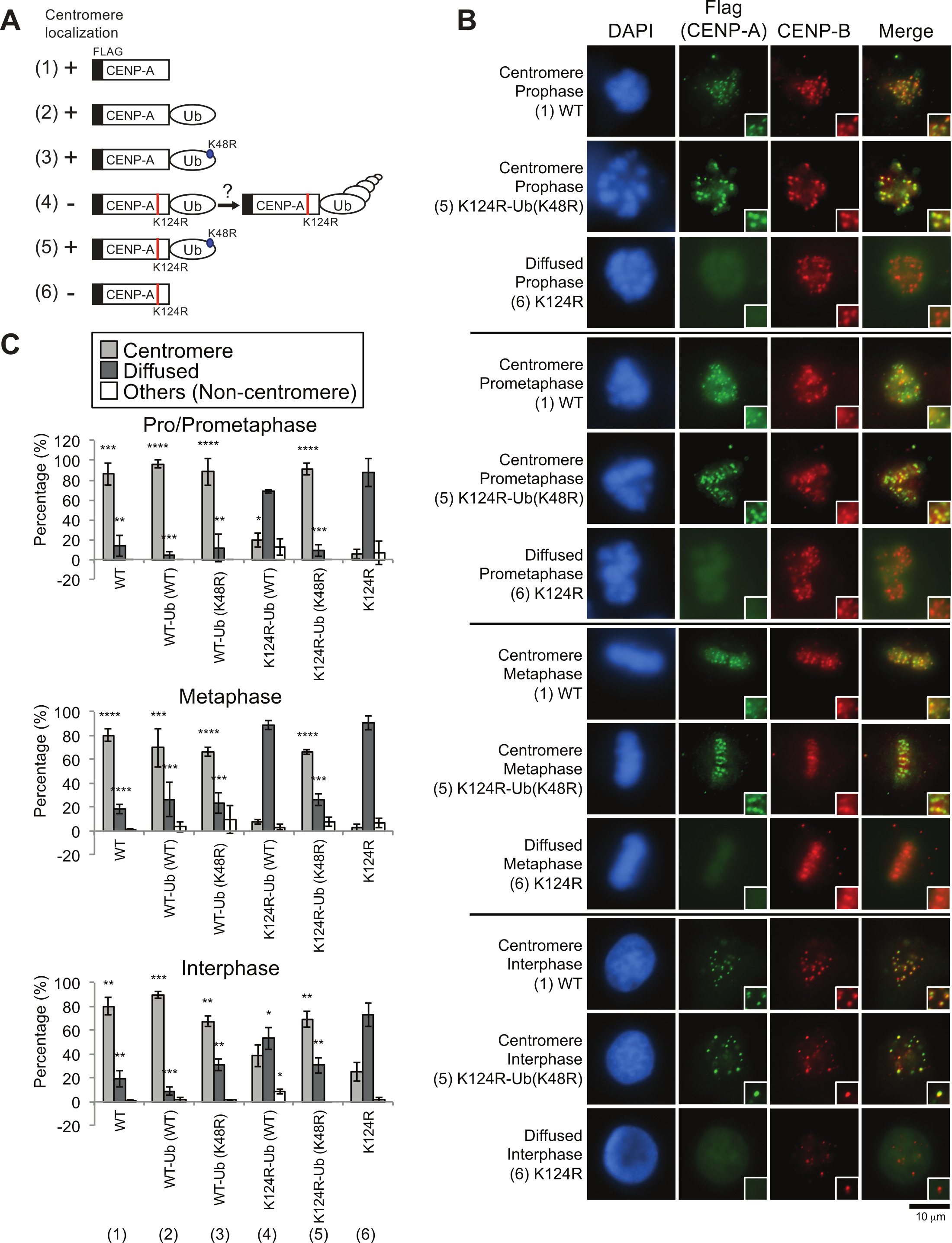 Immunofluorescence Analysis of Endogenous and Exogenous Centromere