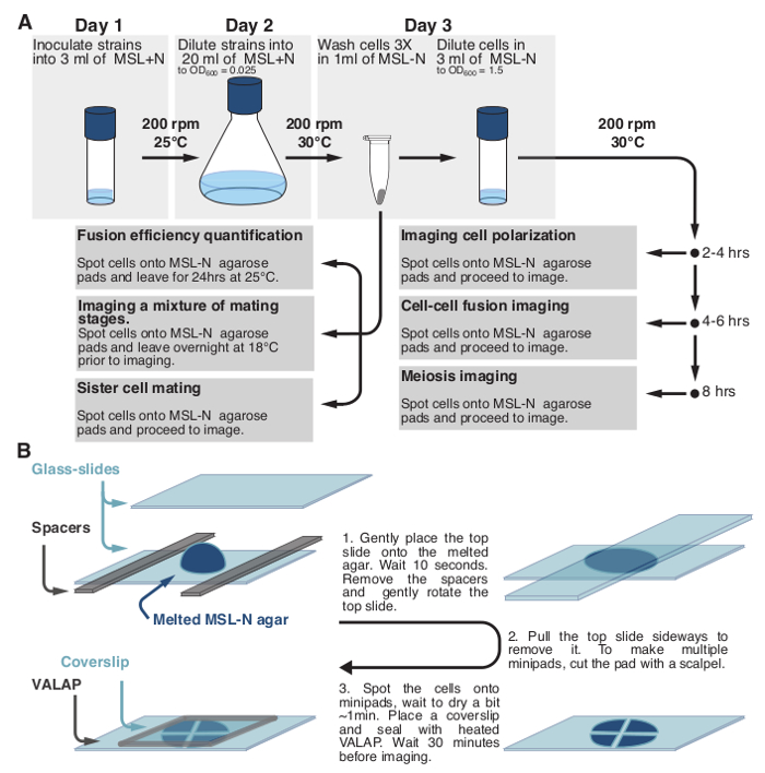 Microscopy of Fission Yeast Sexual Lifecycle Protocol