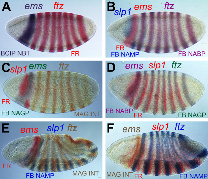 Multitarget Chromogenic Wholemount In Situ Hybridization for