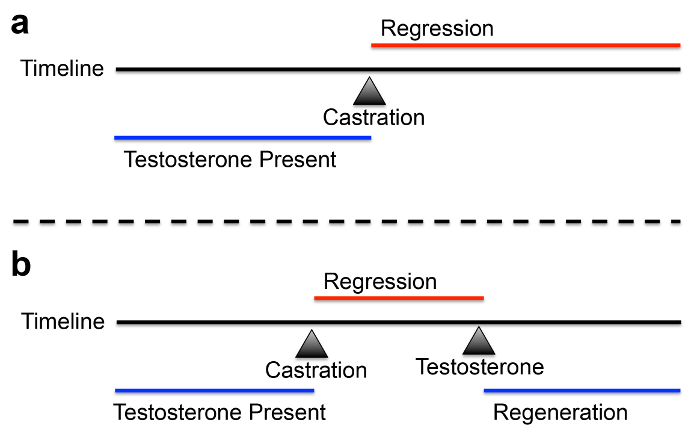 prostata activation prostata activation