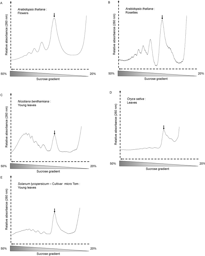 An Easy Method for Plant Polysome Profiling Protocol