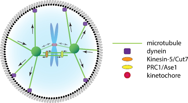 mitotic spindle definition