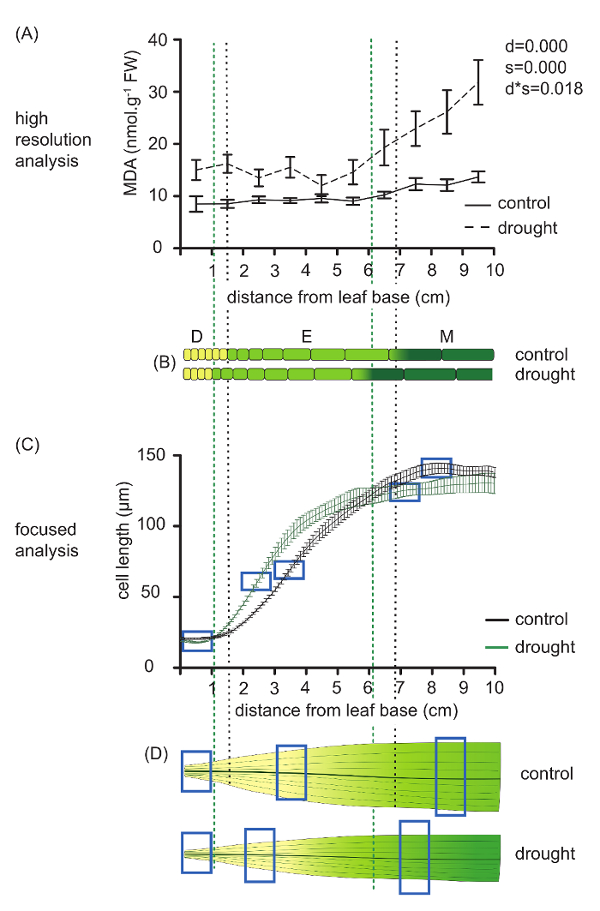 Kinematic Analysis Of Cell Division And Expansion