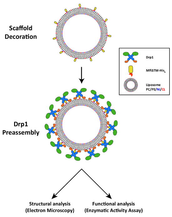 are protein scaffold organs a viable transplant option