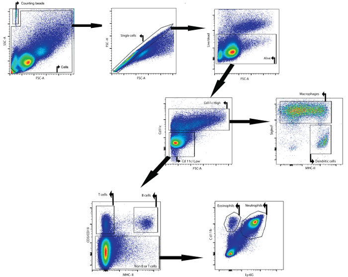 Bronchoalveolar Lavage of Murine Lungs to Analyze Inflammatory Cell