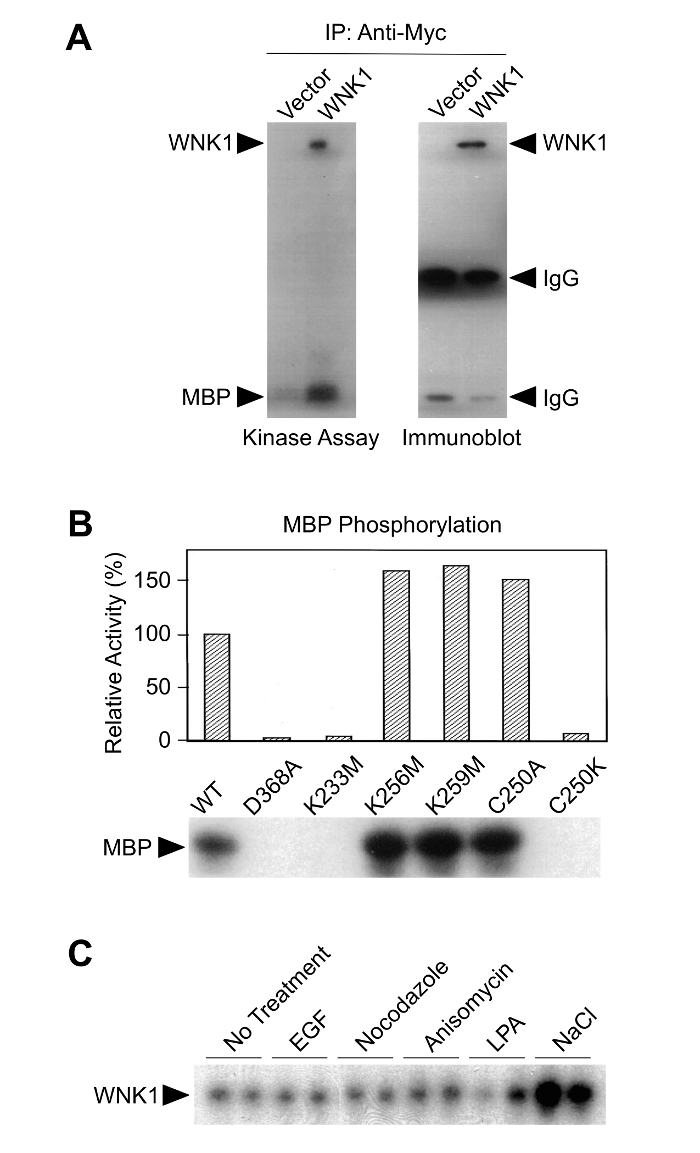 Assaying Protein Kinase Activity with Radiolabeled ATP Protocol