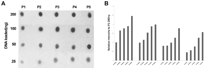 dot blot results