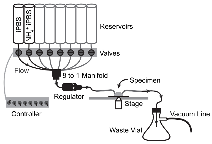 Optical Quantification Of Intracellular Ph In Drosophila - 