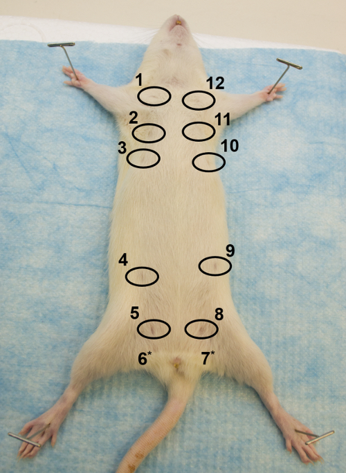 Quantifying Branching Density in Rat Mammary Gland Wholemounts Using