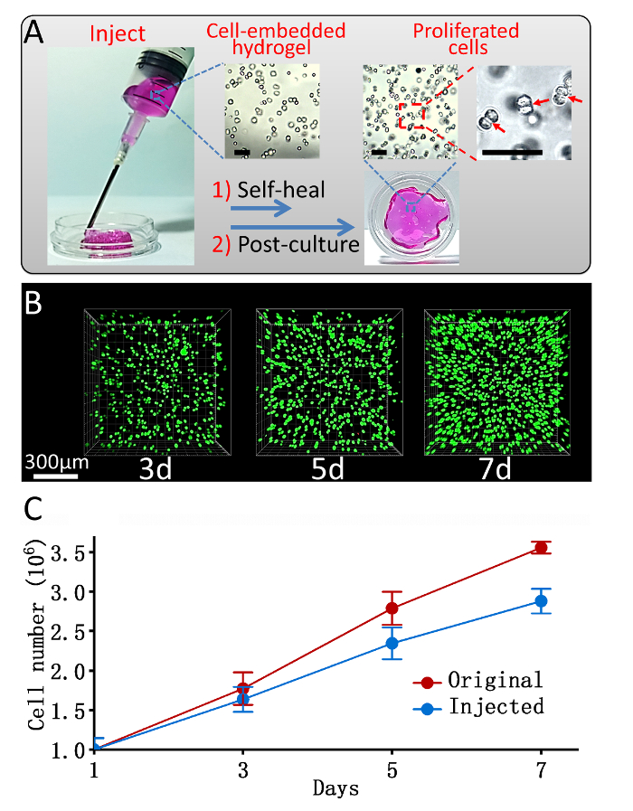 Preparation of Chitosanbased Injectable Hydrogels and Its Application