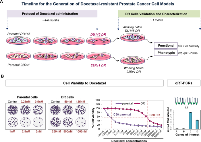 procedimientos de PCR de cáncer de próstata