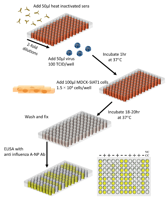 Measuring Influenza Neutralizing Antibody Responses to A(H3N2) Viruses
