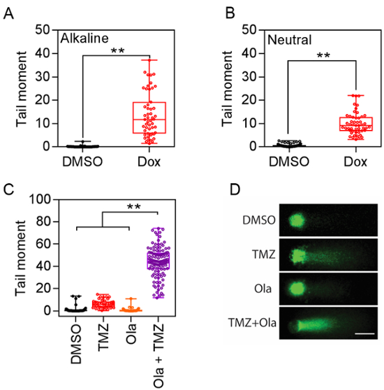 Evaluating In Vitro DNA Damage Using Comet Assay Protocol