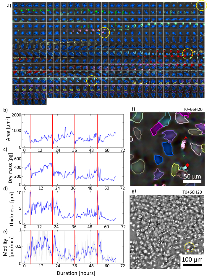Lens Free Video Microscopy For The Dynamic And Quantitative