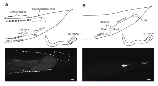 Immobilization of Caenorhabditis elegans to Analyze Intracellular