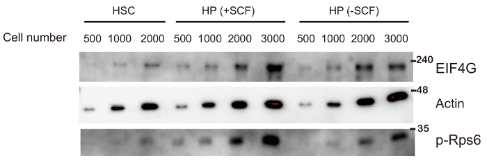 western blot test for herpes timing