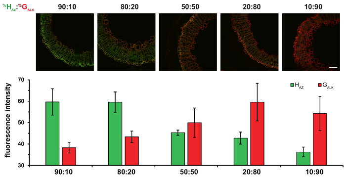 Visualizing Lignification Dynamics In Plants With Click