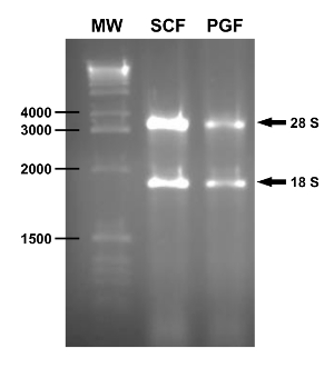 Relacion entre dna rna y protein as para bajar de peso Relacion entre dna rna y protein as para bajar de peso