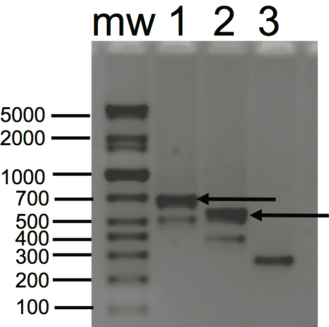 Adapting 3' Rapid Amplification of CDNA Ends to Map Transcripts in