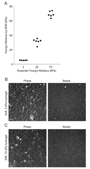 A Multi Well Format Polyacrylamide Based Assay For Studying